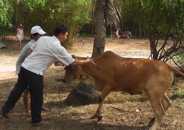 Thành phố Tây Ninh: Hỗ trợ trên 3.000 liều vắc-xin tiêm phòng gia súc 